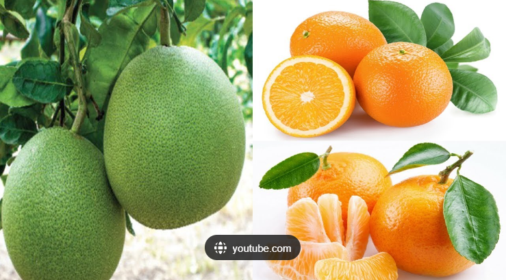 Nâng Ngực Nên Ăn Trái Cây Gì? Bí Quyết Hồi Phục Nhanh Và Duy Trì Vòng 1 Đẹp Tự Nhiên